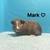 Guinea pigs need home asap 1 thumbnail