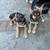 Husky/German Shepherd 1 thumbnail