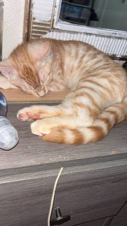 Giving away 4 month old kittens (Oakland)