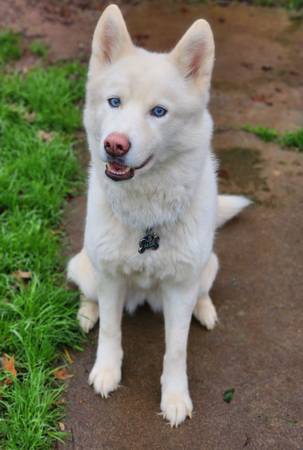 Female Siberian Husky (Carmichael)63881395664257121