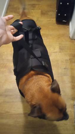 Dog lifting harness 1