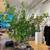 🌿 Botanical & Plant Design for Stores, Restaurants, and Residences 🌿 17 thumbnail