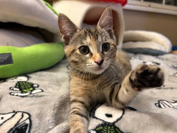 Adoptable kittens 1