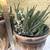 Jade and zebra plants in a pair of glazed pots 5 thumbnail