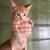 Playful Kitten looking for home 2 thumbnail