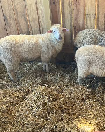 Friesien / Polypay ram 1