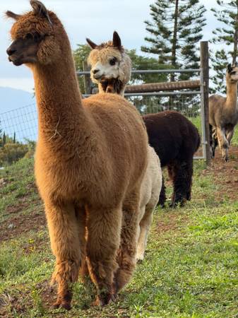 Maui Alpaca for sale 1