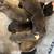 Microbully mixed american bully pups 9 thumbnail