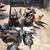 Chickens 2 thumbnail