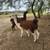Male Llamas 3 years old intact 4 thumbnail