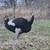 Ostrich 1 thumbnail
