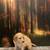 Poodles mix puppies for rehoming 3 thumbnail