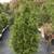 LIVE TREES-APPLE-FRUIT-EVERGREEN-HARDWOOD 22 thumbnail
