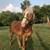 Belgian Stud Colt horse 5 thumbnail