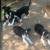 McNab Cattle Dogs 1 thumbnail