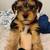 Yorkie boy 1 thumbnail