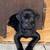 Lab Puppies 7 thumbnail
