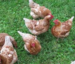 Chickens for Sale. 1