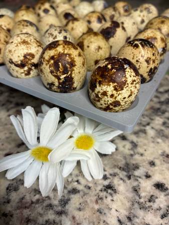 Coturnix Quail hatching eggs 1