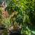 Ice Cream Bean Tree (Inga Edulis) 6 thumbnail
