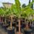 Banana Tree 🍌🍌 2 thumbnail