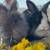 Lionhead Bunnies 2 thumbnail