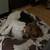 Treeing walker 1 thumbnail
