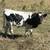 Texas Longhorn cattle 8 thumbnail