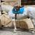 Stunning 15 Hh Draft Cross Pleasure/Trail Gelding 1 thumbnail