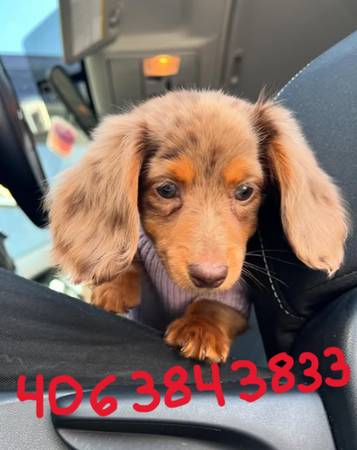 QualityPrecious Dachshund 1