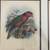 John Gerrard Keulemans bird prints-Reduced 2 thumbnail