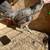 Clemmons Hen for sale 5 thumbnail