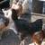 14 young chickens 2-4 months old 1 thumbnail
