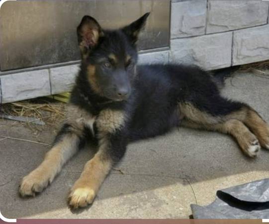 German shepherd puppy 1