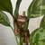 Flame adult female crested gecko and baby gecko 7 thumbnail