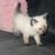 Siamese Kitten Rehoming (Pompano Beach) 1 thumbnail