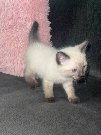 Siamese Kitten Rehoming (Pompano Beach) 1