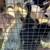 Miscovy ducklings 2 thumbnail