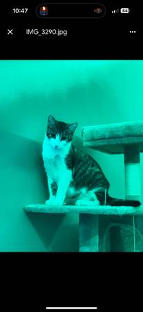 CAT (Los Ángeles 90023)63829610123649122