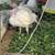 Turkeys 2 thumbnail