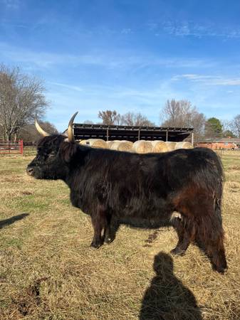 AHCA Registered Highland Cows 1