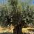 🫒 GIANT 150+ YEAR OLD SUPER GNARLY TRUNK OLIVE TREES GIANT SAVIINGS🫒 23 thumbnail