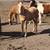 Gorgeous palomino yearling mustang filly!!! 19 thumbnail