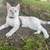 Cat for Rehome 4 thumbnail