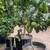 Valley Lemon Trees - 2 Feet Tall - Over 50 Citrus Varieties in stock 4 thumbnail
