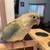 Cinnamon turquoise Conure 5 thumbnail