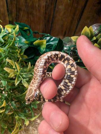 Hognose snake 1