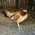 Gallinas finas gamefowl chickens 3 thumbnail