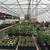 THREE 24’ X 96’ GREENHOUSE KITS-(6,912 ft of growing space) 13 thumbnail