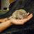 Chinchilla 3 thumbnail